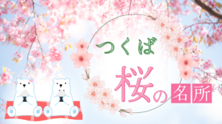 【2025年最新】つくば周辺のおすすめお花見スポットを紹介!